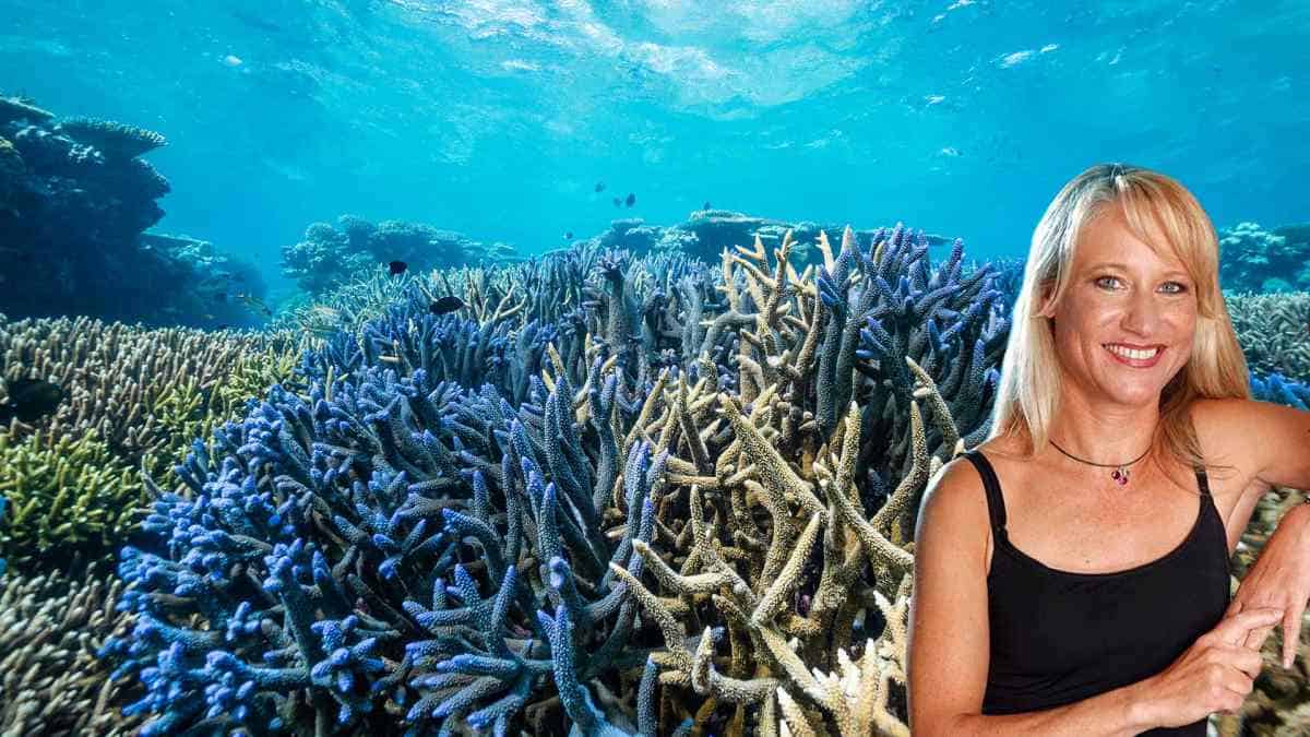 Great Barrier Reef Behind Best Coral Cover In 36 Years